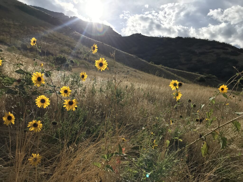 Sunflowers on the Bonneville Shoreline Trail in Provo, UT.