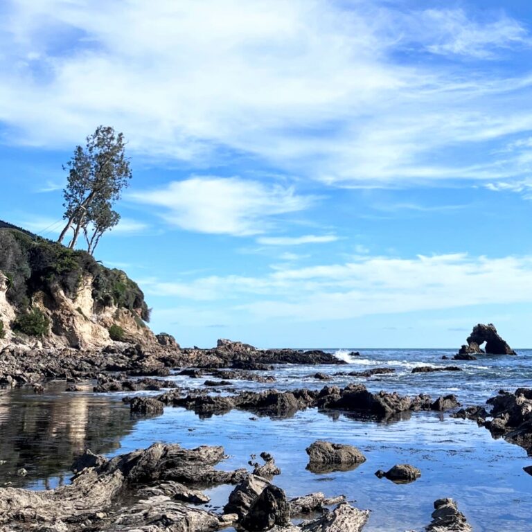 A gorgeous photo of nature - tree on top of a cliff next to the ocean. A great depiction of what to think about when thinking of "nature wellness."