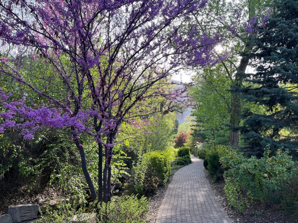 A nature path with purple spring flowers on a tree.