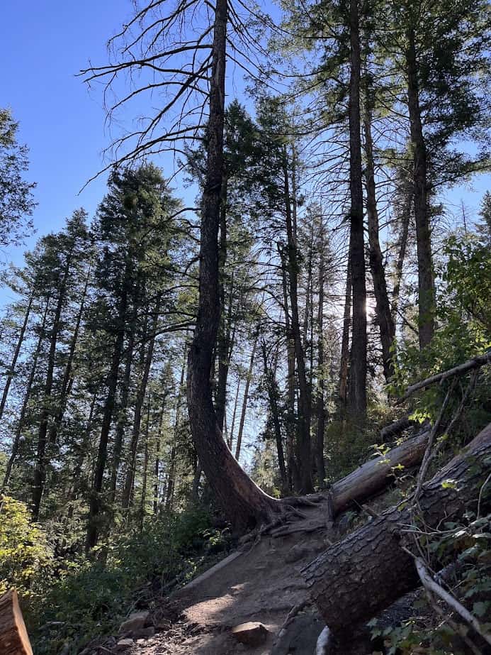 A photo of Stewart Falls trail with a tree partially blocking the path.