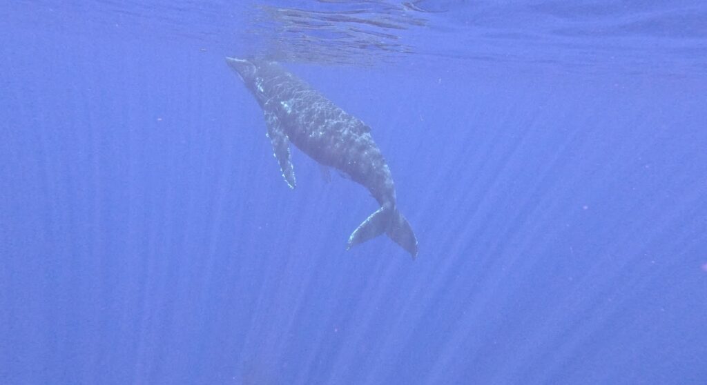 An underwater photo of a humpback whale in Moorea.