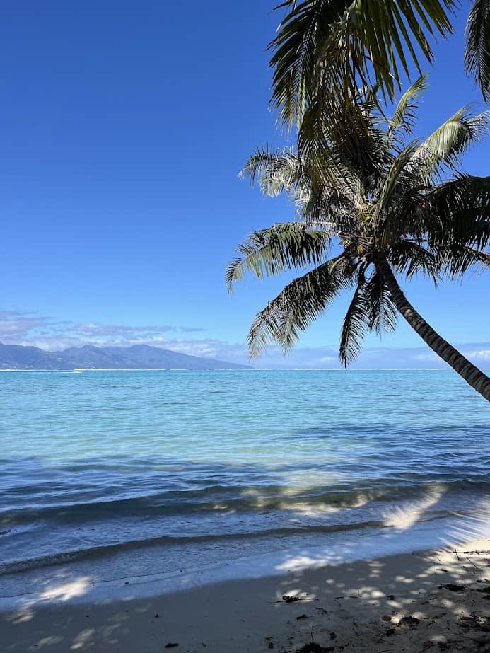 A view of a beach with a palm tree looking out over bright blue water.