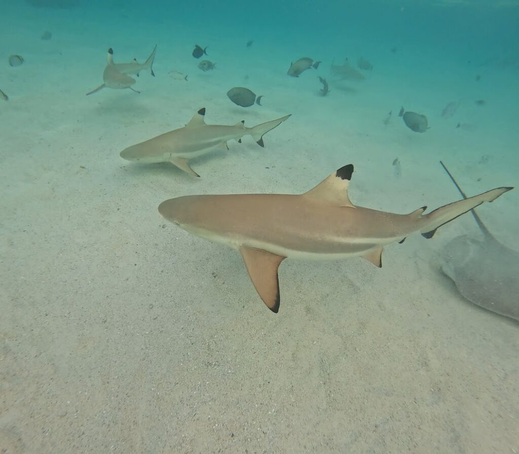 An underwater photo of blacktip sharks and stingrays.