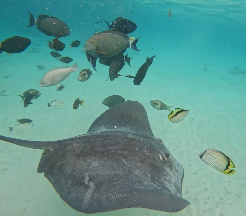 An underwater photo of a stingray and tropical fish.